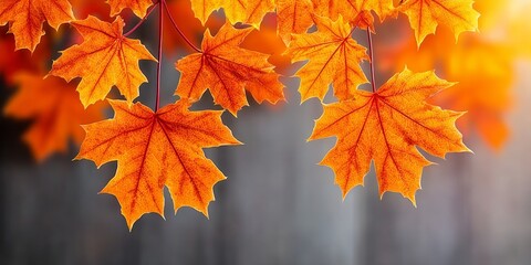 Stunning Autumnal Equinox Vibrant Canadian Maple Leaves in Brilliant Copper and Golden Hues
