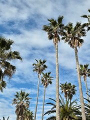 Obraz premium palm trees on the blue sky