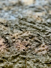 Goose Feet on Mud