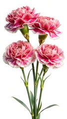 Obraz premium Delicate pink carnations with white edges on a bright white background