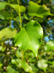 close-up view of poplar tree leaf.
