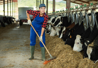 Diligent young girl farmer working on dairy farm in cowshed, feeding cows