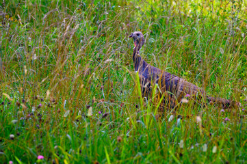 An eastern wild turkey female grazing in a field of tall grass in Cades Cove, Great Smoky Mountains, Tennessee