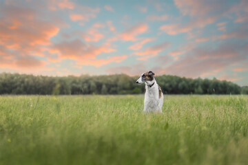 Russian Borzoi at Sunset Field