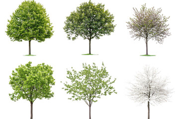Obraz premium Collection of six diverse trees with lush green foliage and blooming trees isolated on transparent background
