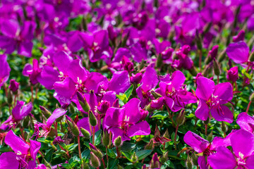 A vivid blanket of magenta Madeira Cranesbill flowers bursts with color and life, their bright...