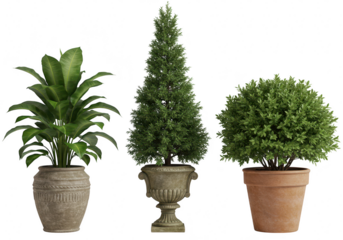 Three distinct potted plants, including a large leafy plant, a conical evergreen tree, and a round bush, isolated on a transparent background