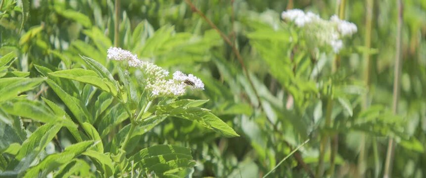 White elderflower and Emmelia trabealis insect 4K anamorphic video