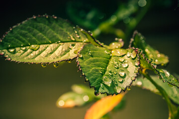 Close-up of fresh green rose leaves glistening with morning dew. Droplets cling to the serrated edges, capturing light and creating a delicate sparkle in the soft natural bokeh background