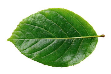 Obraz premium Green leaf close-up nature botanical study isolated macro. Isolated on transparent background, png.