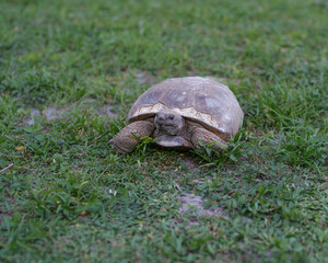 A large mature Florida Gopher tortoise snacking while moving through the grass 