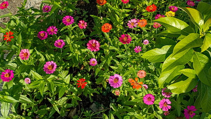 A very beautiful and pretty flower. A flower that blooms in a variety of colors. A flower that blooms in the sunlight. A colorful flower.