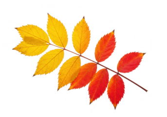 A vibrant autumn leaf branch displays the transition from yellow to red on a