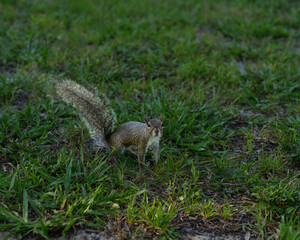Curious eastern grey squirrel standing alert in the green grass, captured in sharp detail during golden hour. Its fluffy tail and expressive eyes add charm to this wildlife close-up.