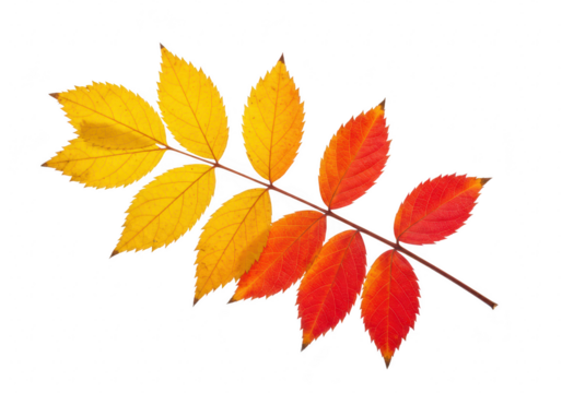 A vibrant autumn leaf branch displays the transition from yellow to red on a