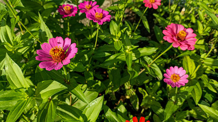 A very beautiful and pretty flower. A flower that blooms in a variety of colors. A flower that blooms in the sunlight. A colorful flower.