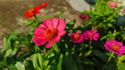 A very beautiful and pretty flower. A flower that blooms in a variety of colors. A flower that blooms in the sunlight. A colorful flower.