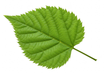 A vibrant green elm leaf with intricate veins is isolated on a clean transparent