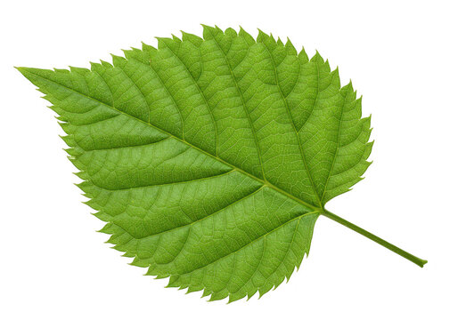 A vibrant green elm leaf with intricate veins is isolated on a clean transparent