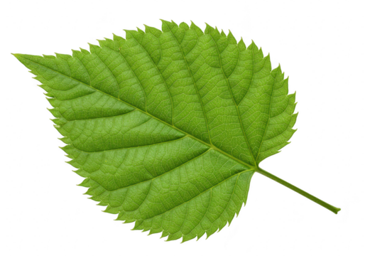 A vibrant green elm leaf with intricate veins is isolated on a clean transparent