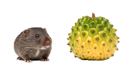 Mule animal and Chempedak fruit isolated on transparent
