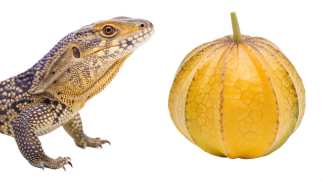 Mule animal and Chempedak fruit isolated on transparent
