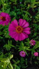 A very beautiful and pretty flower. A flower that blooms in a variety of colors. A flower that blooms in the sunlight. A colorful flower.