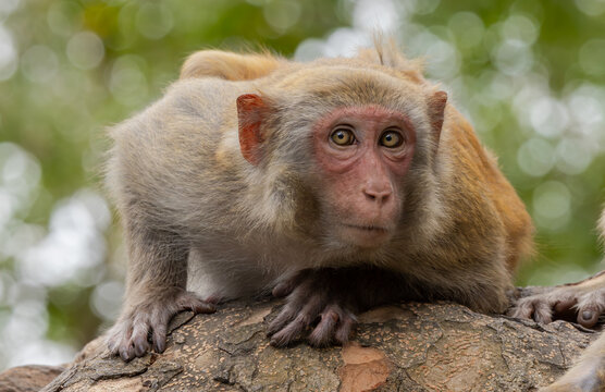 Macaques in nature. Macaques constitute a genus (Macaca) of gregarious monkeys.