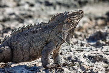 Iguana on island in the Caribbean sea...