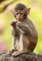 Macaques in nature. Macaques constitute a genus (Macaca) of gregarious monkeys.
