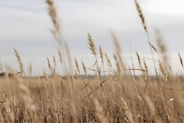 Obraz premium Plant Photography with Calm and Nature Mood