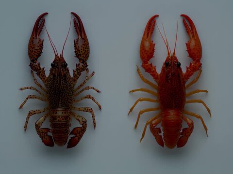 Crawfish Display Variation Showcase Captivating Close Ups of Distinct Color and Appearance Patterns
