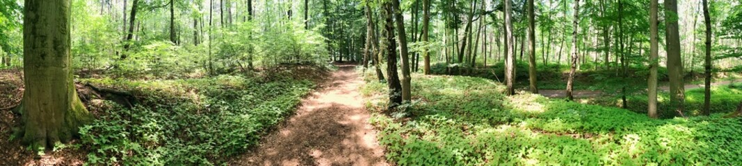 Panoramic forest landscape with sunlit trees and lush green vegetation