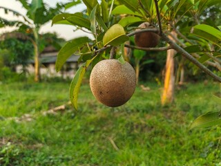 Sapodilla fruit