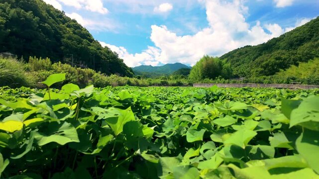 Sweet Potato Field Under a Blue Sky, Rural Agriculture Scenic Footage	