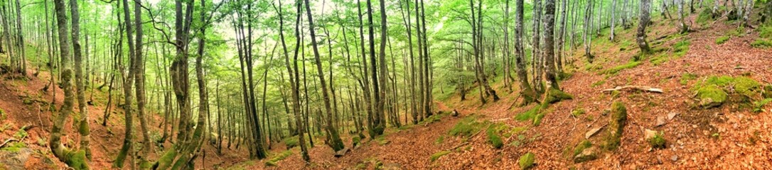 Panoramic view of a serene forest landscape with trees and a leafy ground