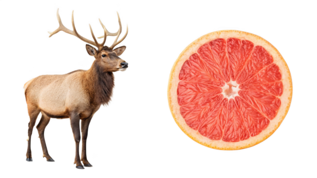 Elk animal and Cape Grapefruit fruit on transparent - Powered by Adobe