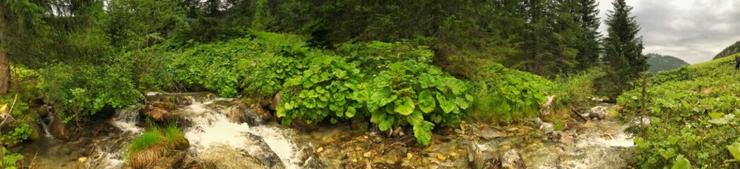 Lush forest stream panorama with vibrant greenery and cascading water