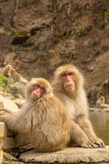 Snow Monkeys in Hot Springs, Nagano, Japan