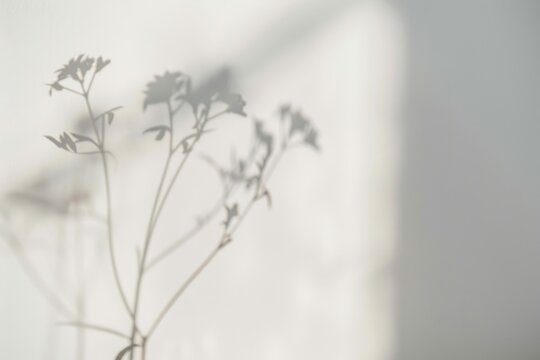 Minimalist floral shadow art - Powered by Adobe