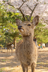 Japan deer at Nara park in Spring
