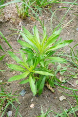 Young Green Plant Growing in Soil with Sparse Grass