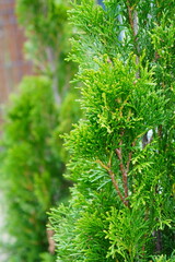 Vibrant Green Thuja Shrub Foliage - Detailed Evergreen Texture
