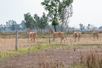 A majestic herd of wild nilgai roams freely across an open farmland in Bahraich, Uttar Pradesh,...