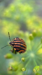 Orange and black striped shield bug macro photography. 
