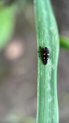Black larva of a seven-spotted ladybird macro photography. 
