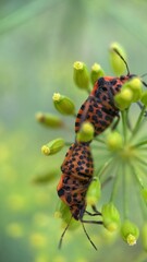 Orange and black striped shield bugs mating macro photography. 