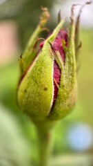 A bud of a rose macro photography. A close up of a rose bud. 