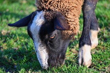 Sheep grazing in the field. Concept for animals and agriculture.