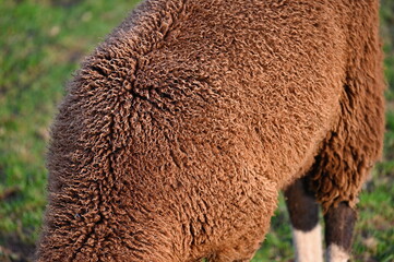 Sheep grazing in the field. Concept for animals and agriculture.
